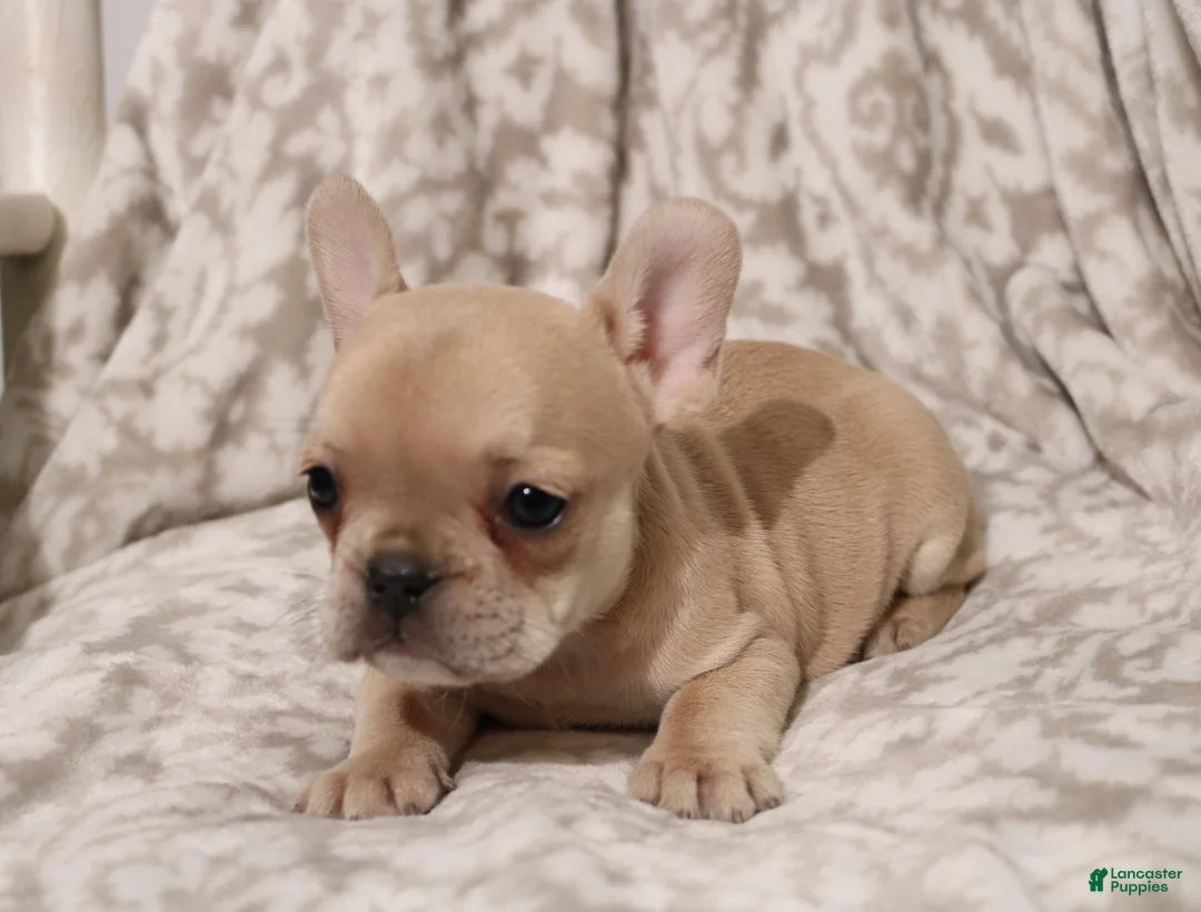 French Bulldog dogs for sale: Lily - Ad 2