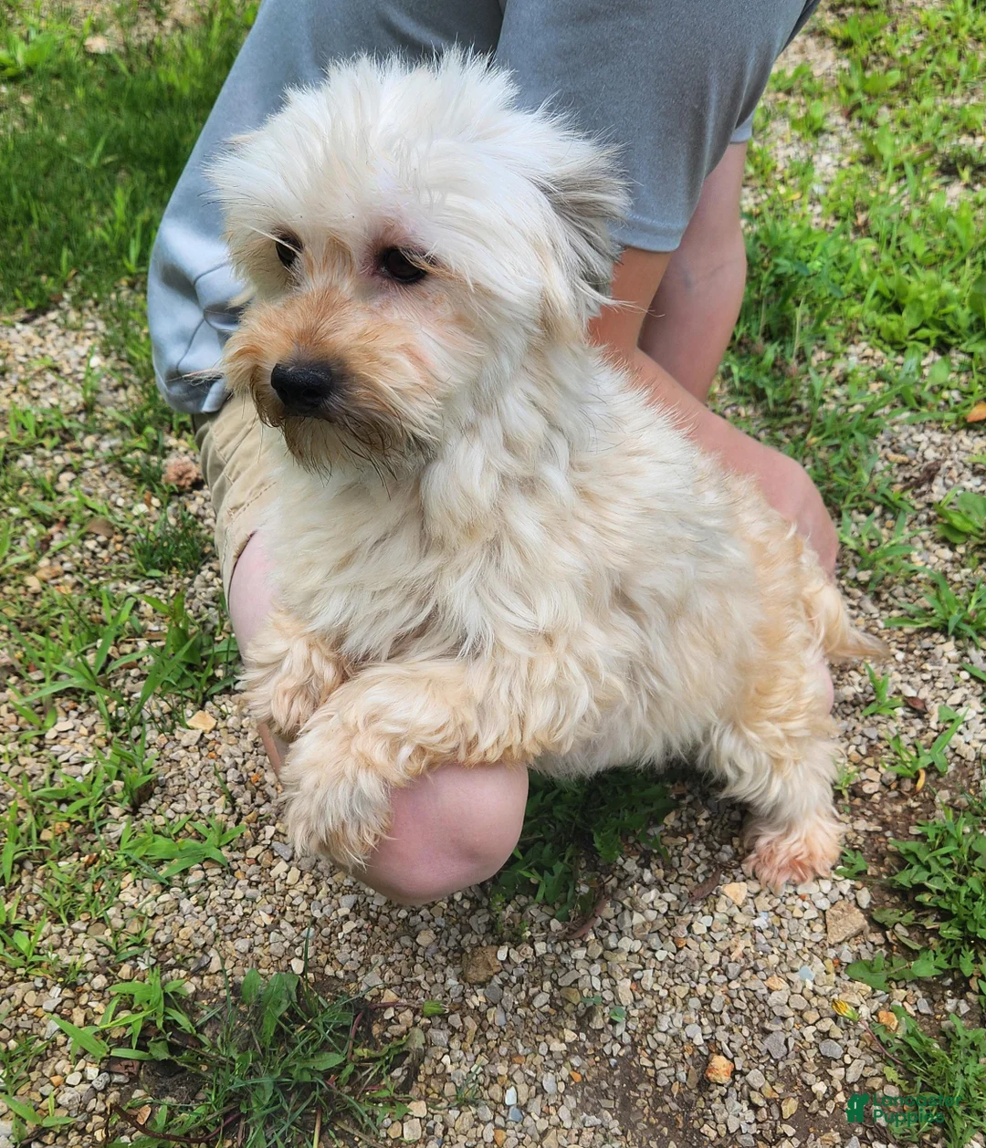 Havanese dogs for sale: Milo - Ad 6