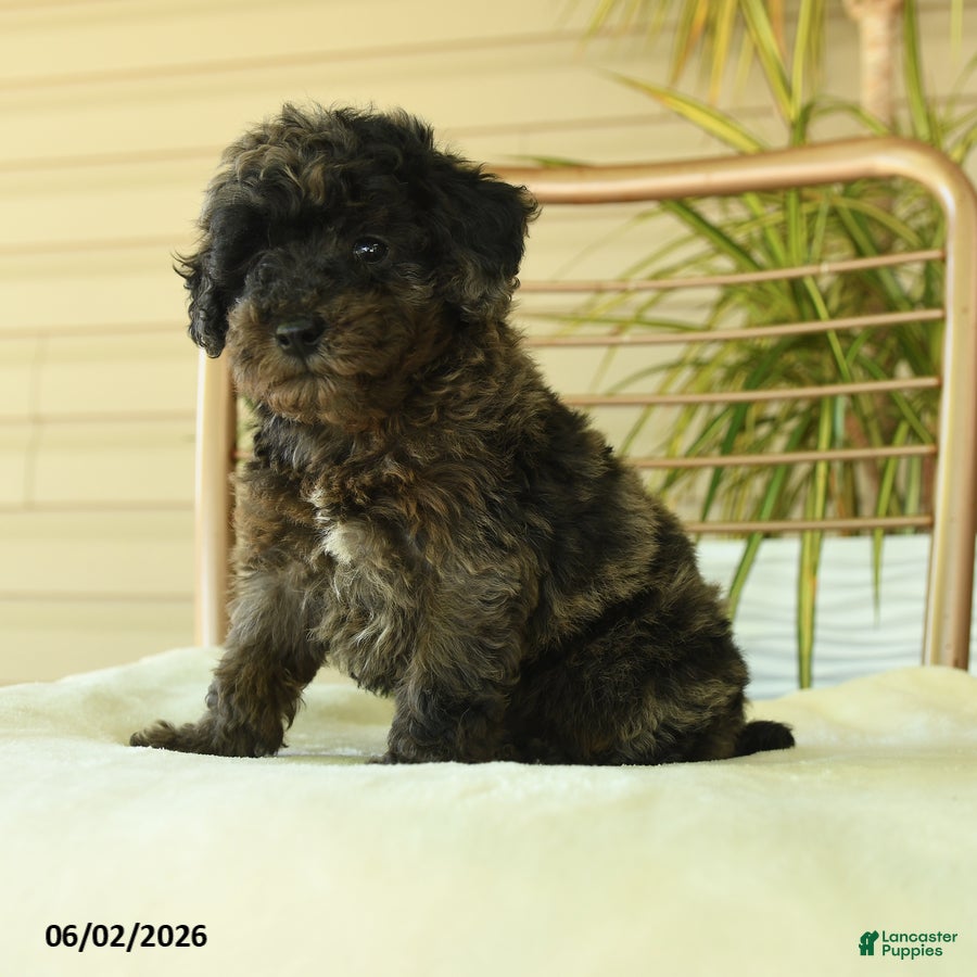 Miniature Poodle dogs Queenie - Ad 2