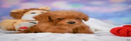 Cavapoo dogs for sale: Dash - Ad 6