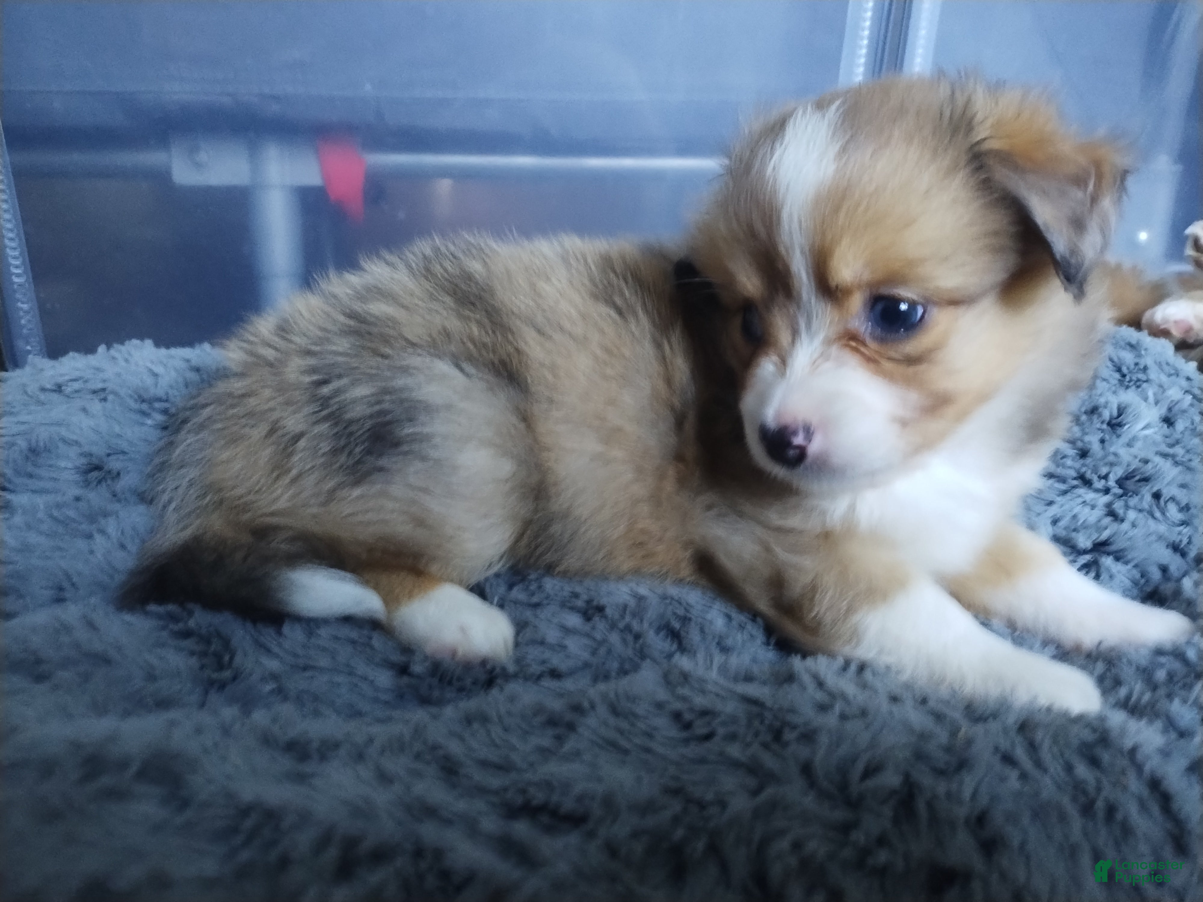 Mixed Breed dogs Pipsqueak  - Ad 40
