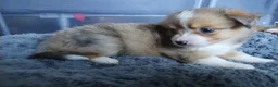 Mixed Breed dogs for sale: Pipsqueak  - Ad 1