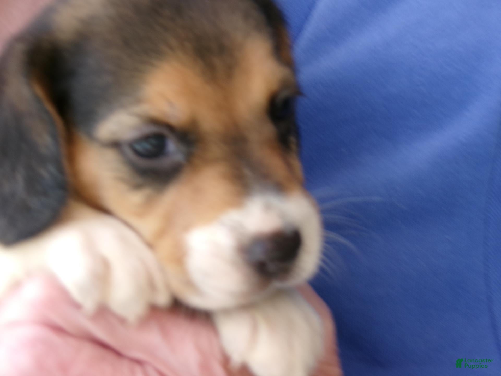 Beagle dogs Beagle 4 - Ad 1