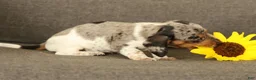 Miniature Dachshund dogs for sale: Baxter - Ad 9