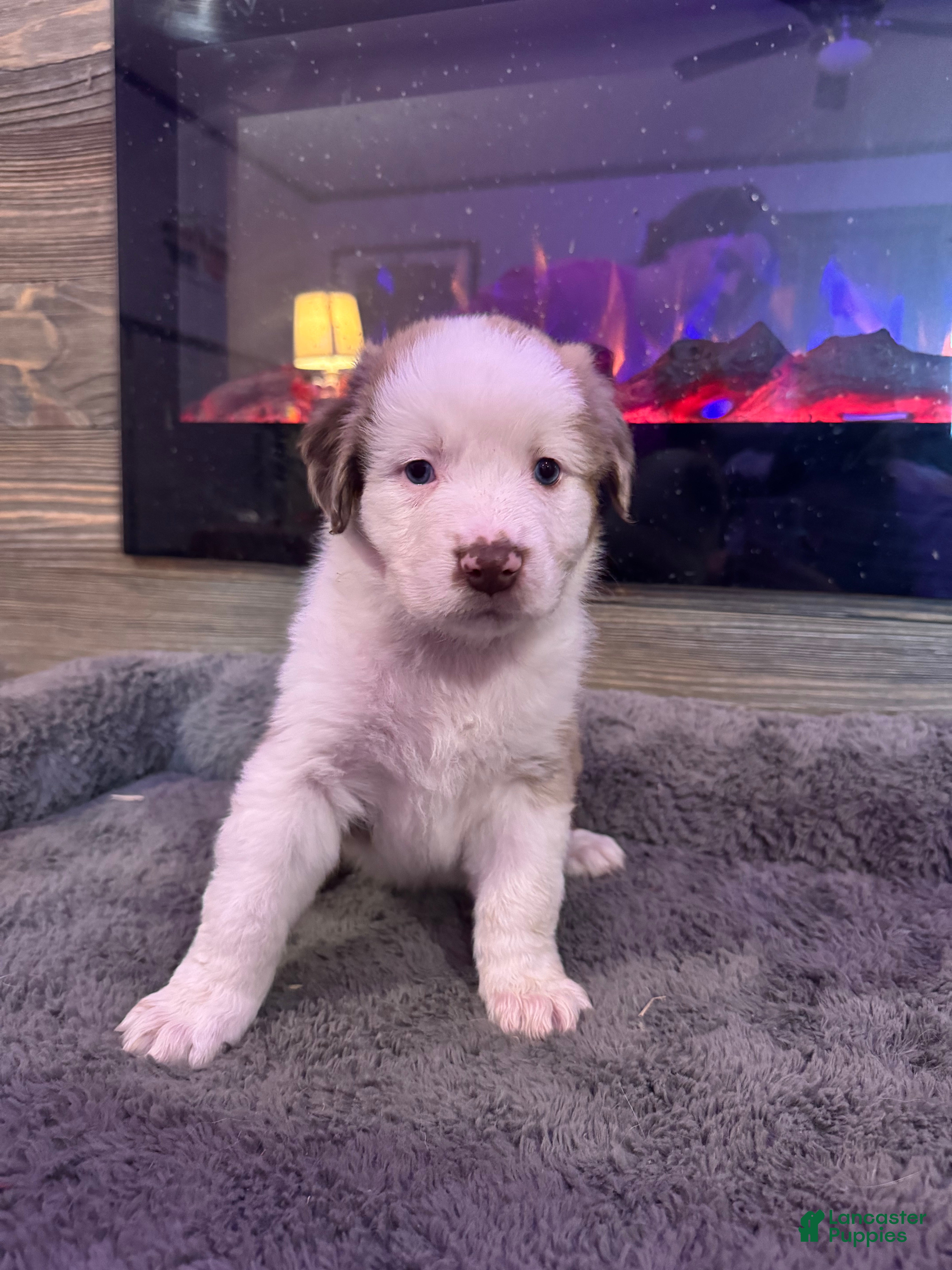Australian Shepherd dogs Beauty  - Ad 1