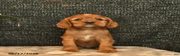 Cockalier dogs for sale: Valentino - Ad 3