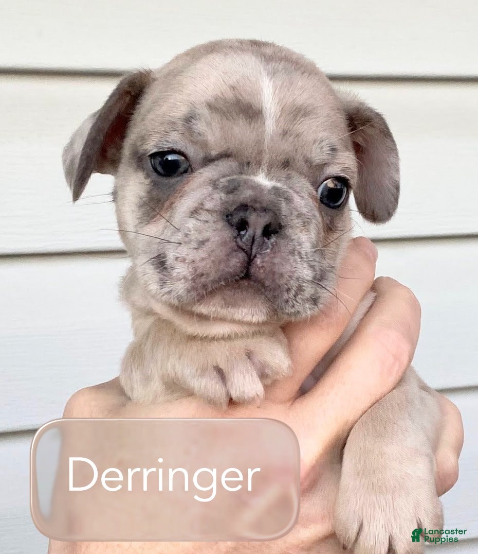 French Bulldog dogs Sir Derringer of House of Hepley - Ad 4