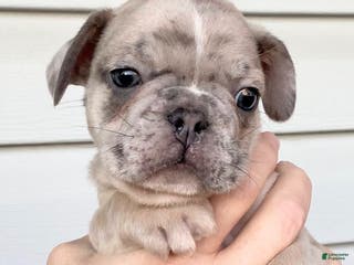 French Bulldog dogs Sir Derringer of House of Hepley - Ad 4