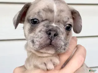 French Bulldog dogs Sir Derringer of House of Hepley - Ad 7