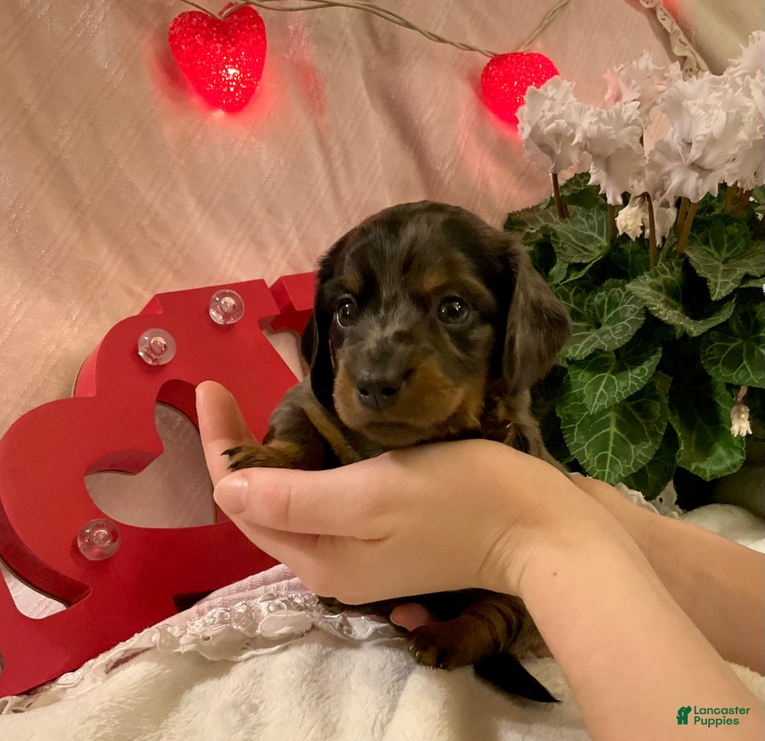 Miniature Dachshund dogs for sale: LuvBug - Ad 3