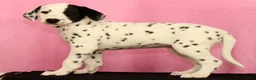 Dalmatian dogs for sale: Jingle - Ad 4