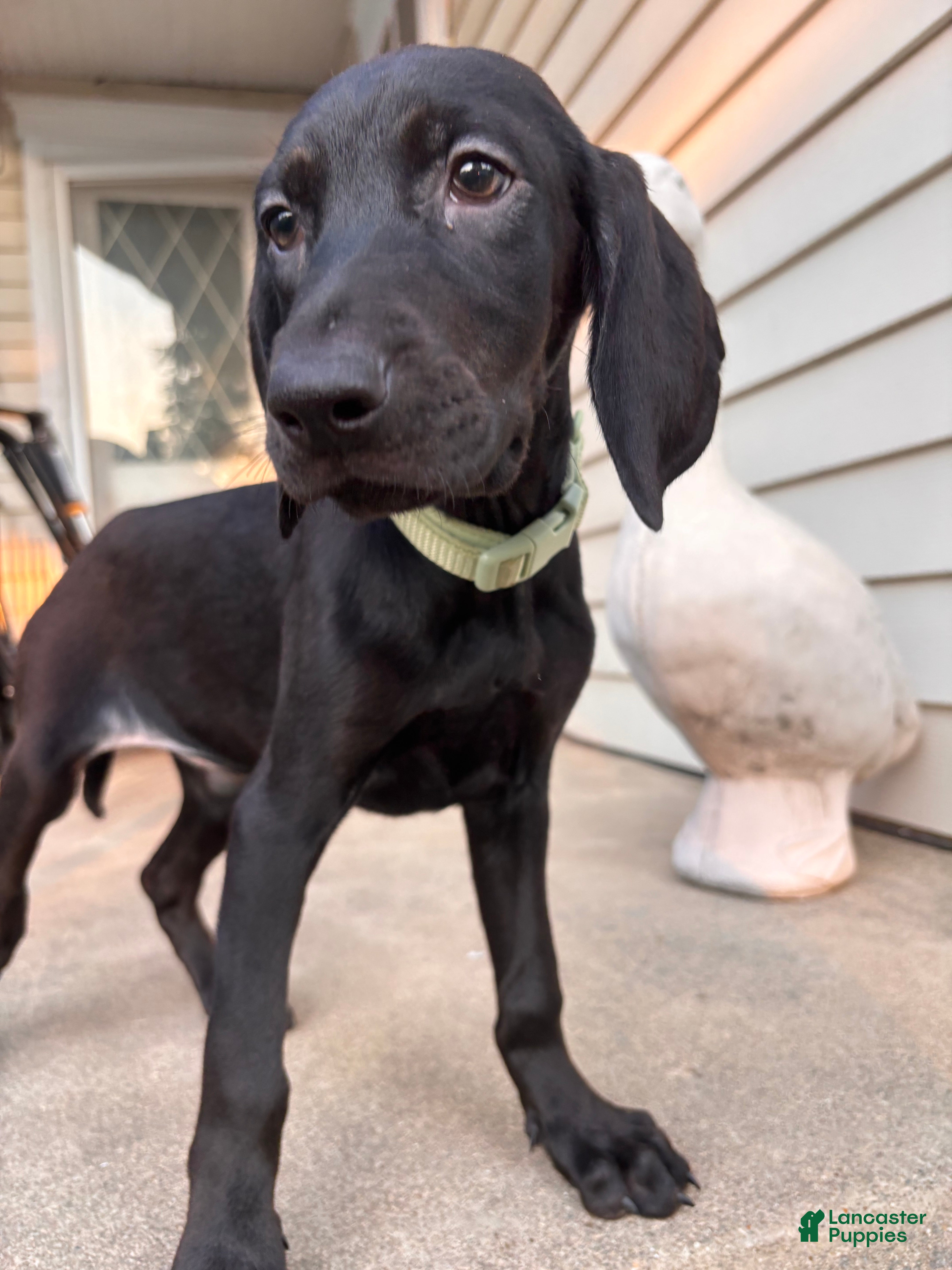 Mixed Breed dogs Tango - Ad 3
