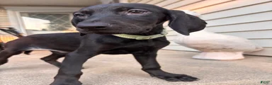 Tango
