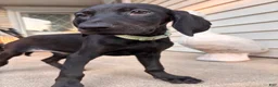 Mixed Breed dogs for sale: Tango - Ad 1