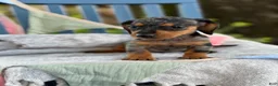 Miniature Dachshund dogs for sale: Tucker - Ad 5