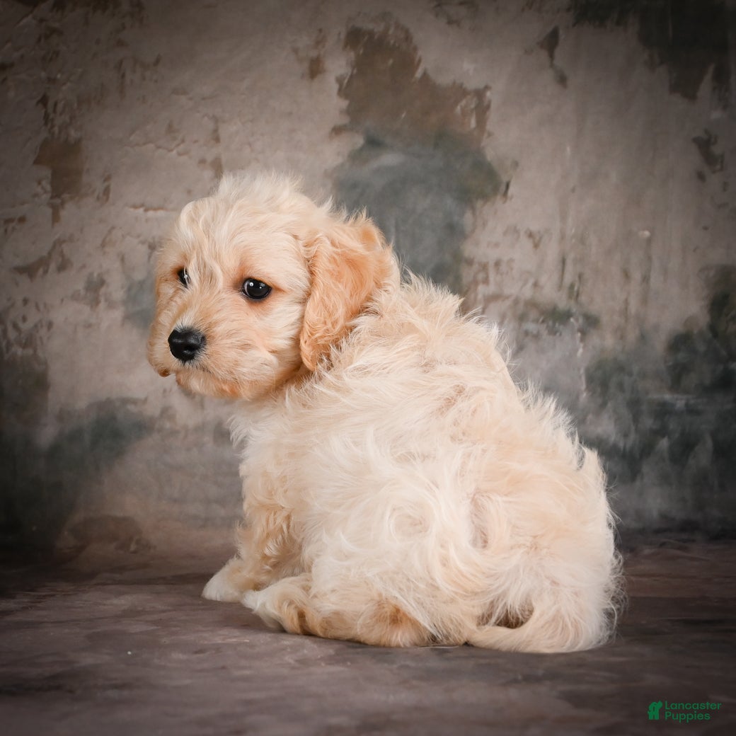 Cavachon dogs for sale: Jerrry - Ad 8