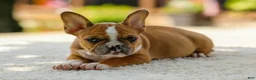 French Bulldog dogs for sale: Opal – Fawn/White - Ad 8