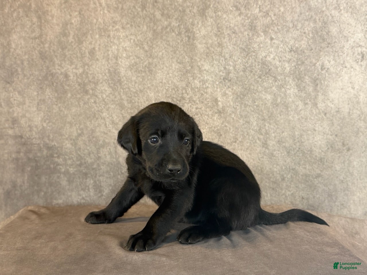 Labrador Retriever dogs Ms Yellow - Ad 1