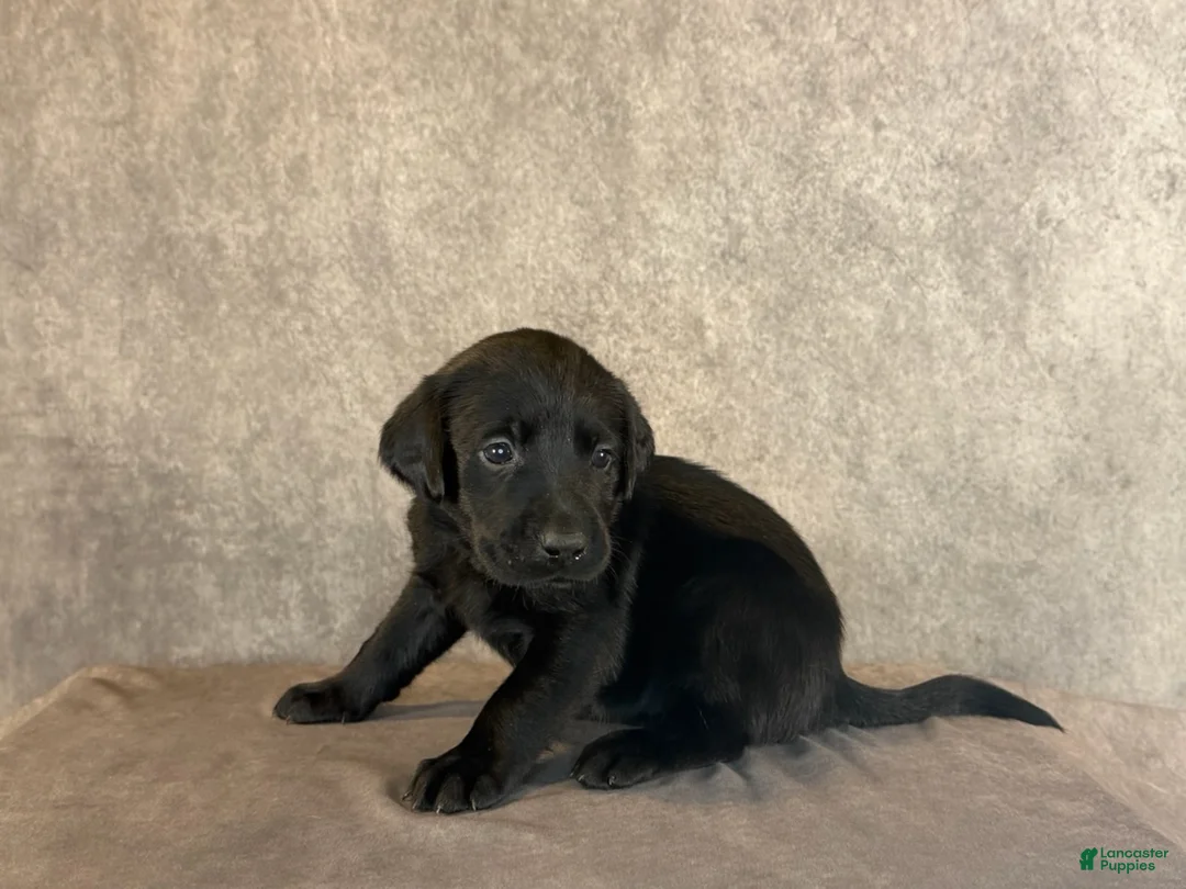 Labrador Retriever dogs for sale: Ms Yellow - Ad 1