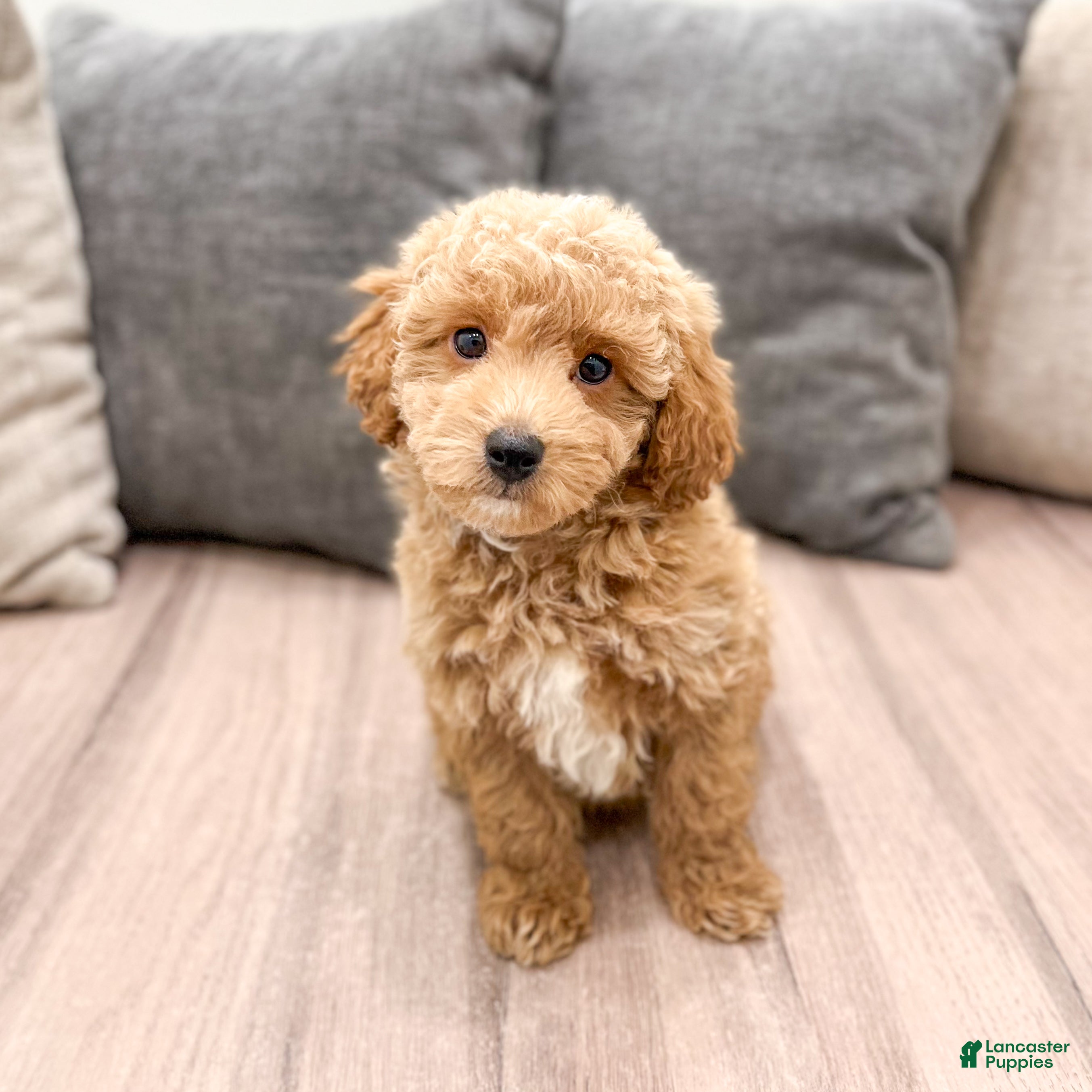 Cavapoo dogs Amos - Ad 1