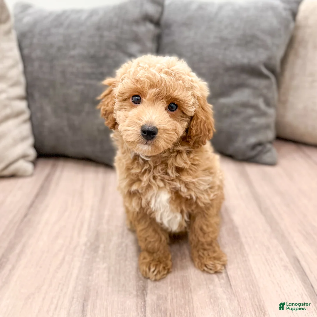 Cavapoo dogs for sale: Amos - Ad 1
