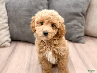 Cavapoo dogs for sale: Amos - Ad 4