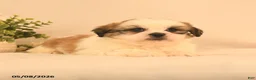 Shih Tzu dogs for sale: Jake - Ad 2