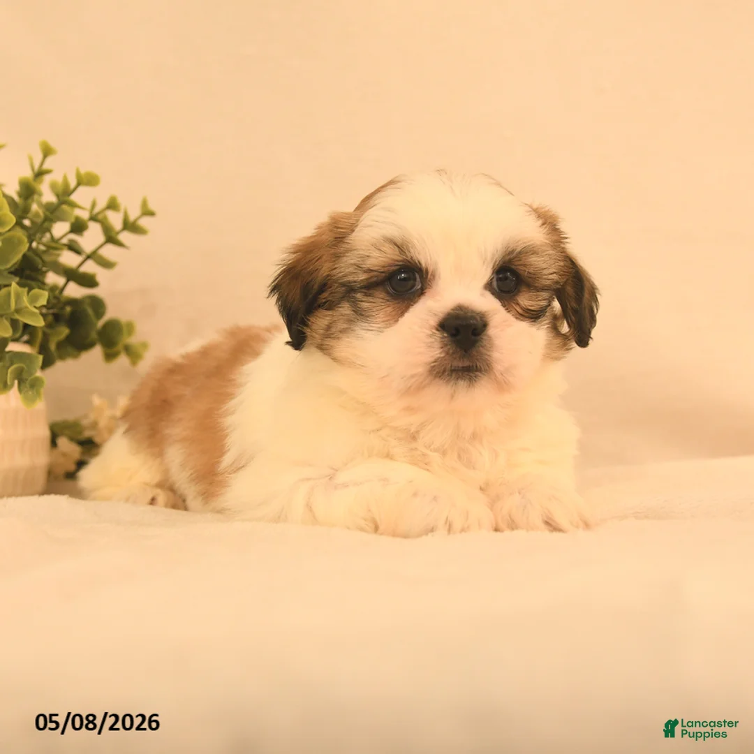 Shih Tzu dogs for sale: Jake - Ad 2