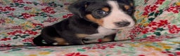 Greater Swiss Mountain Dog dogs for sale: Holly Jolly  - Ad 8