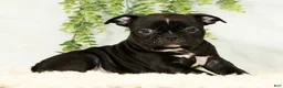 Frenchton dogs for sale: Max - Ad 5