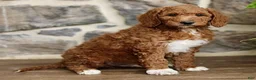 Goldendoodle dogs for sale: Jace  - Ad 3