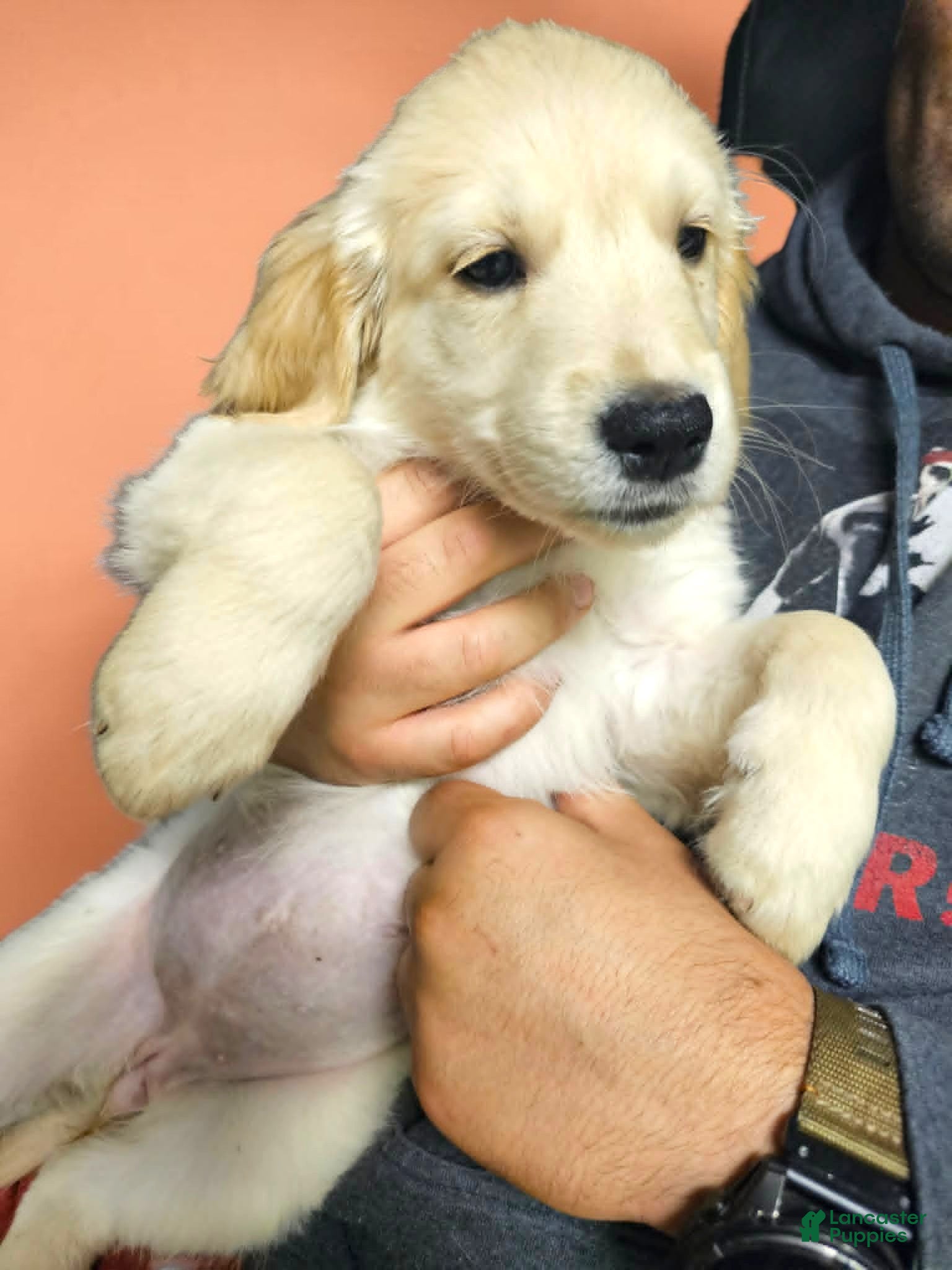 Golden Retriever dogs Golden Retriever 7 - Ad 1