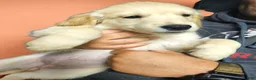 Golden Retriever dogs for sale: Golden Retriever 7 - Ad 1