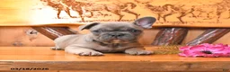 French Bulldog dogs for sale: Scout - Ad 3