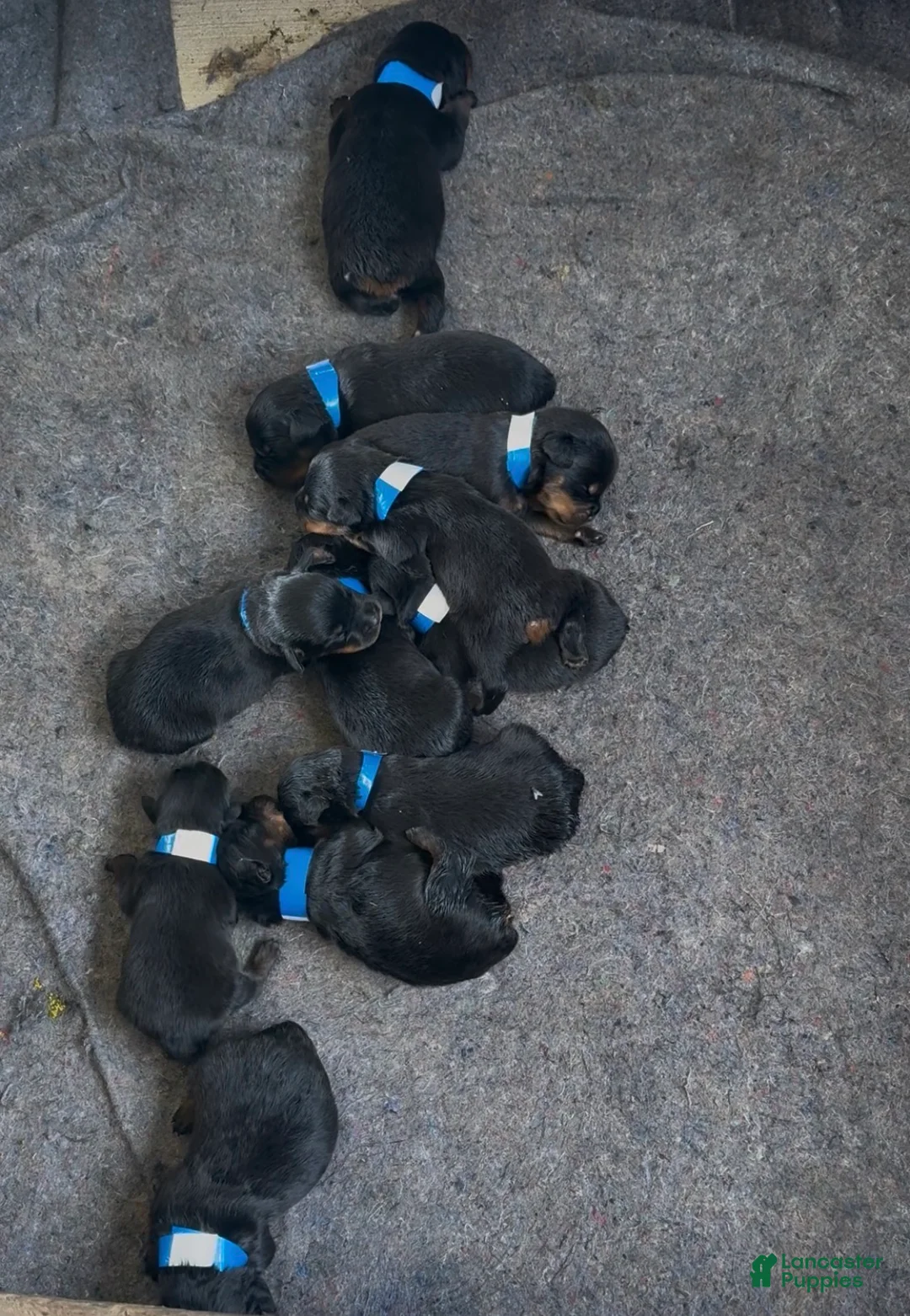 Rottweiler dogs for sale: Rottweiler Puppy 3 - Ad 1