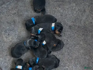 Rottweiler dogs for sale: Rottweiler Puppy 3 - Ad 4
