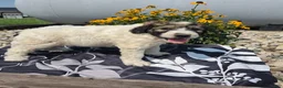 Mixed Breed dogs for sale: Conner - Ad 9