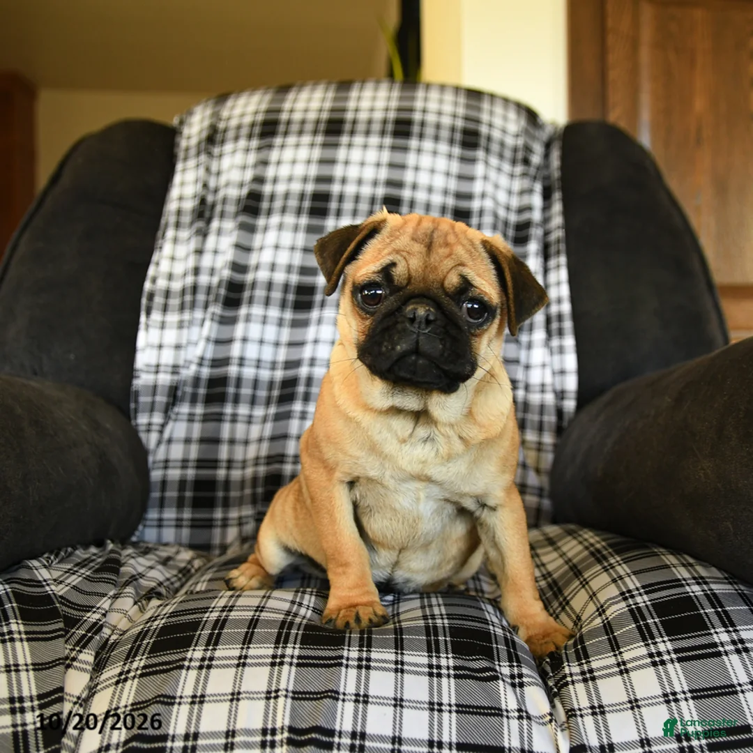Pug dogs for sale: Rose  - Ad 1