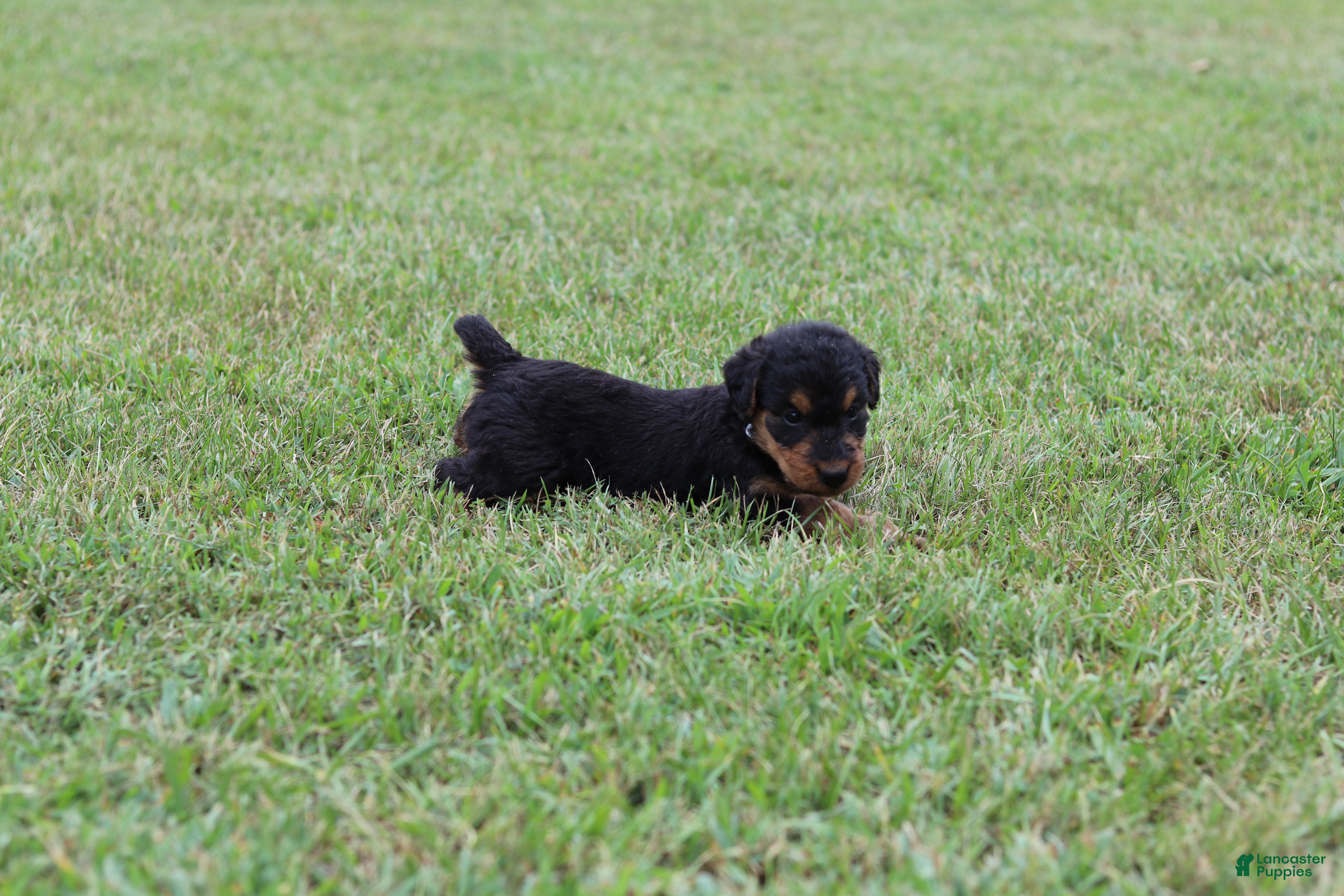 Airedale Terrier dogs AKC Jimmy - Ad 2