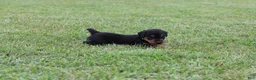 Airedale Terrier dogs for sale: AKC Jimmy - Ad 2