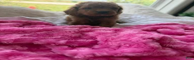 Lucy