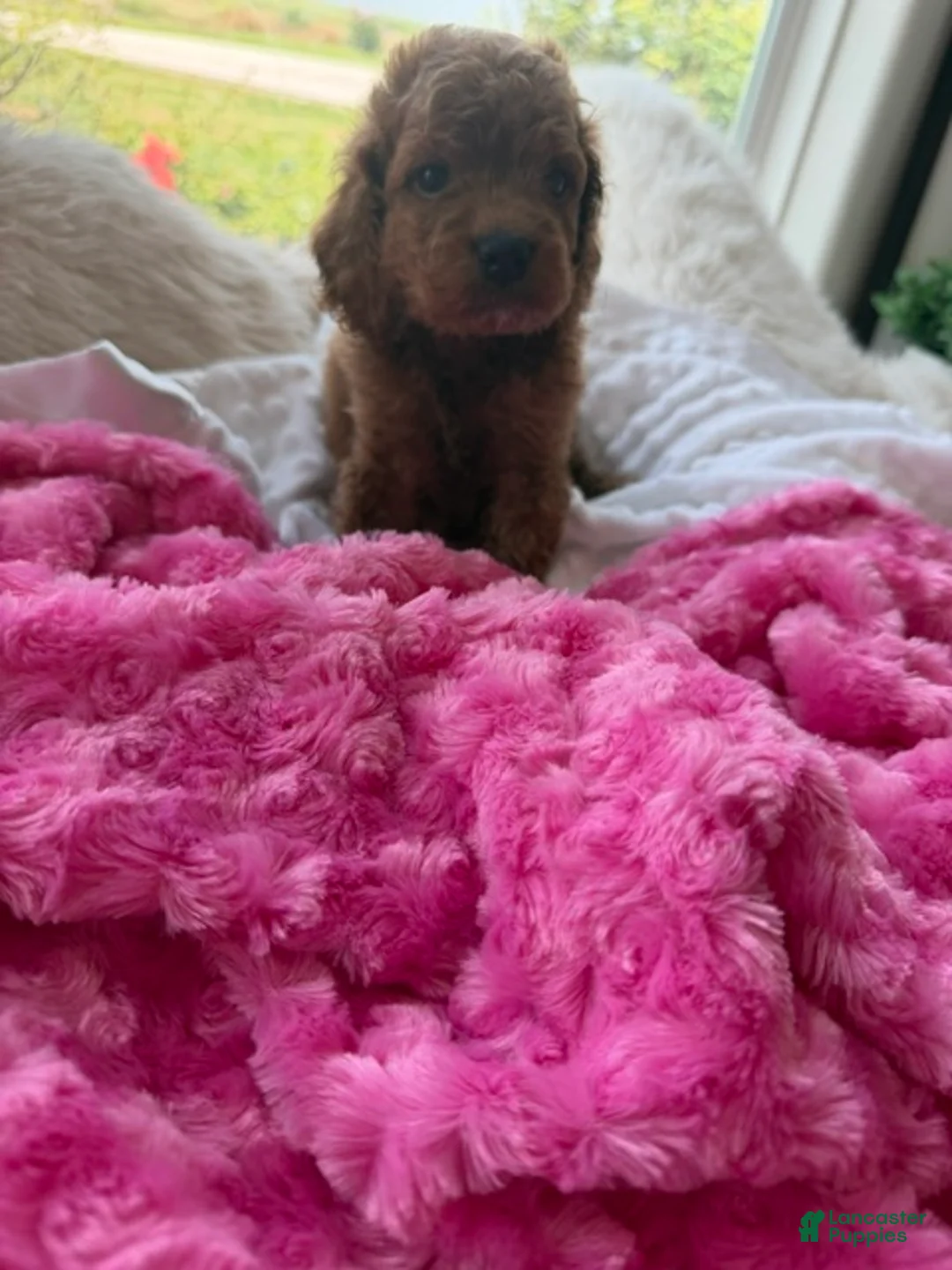 Mini Goldendoodle dogs for sale: Lucy - Ad 1