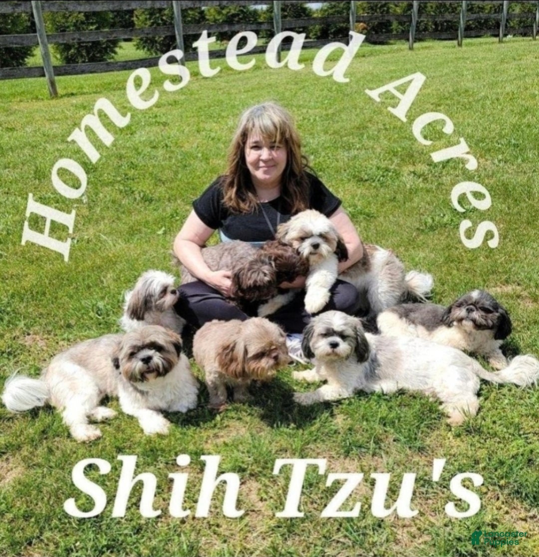 Shih Tzu dogs for sale: Mittens - Ad 7