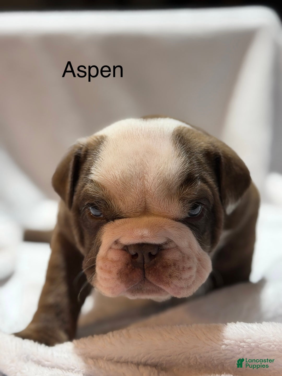 English Bulldog dogs for sale: English Bulldog Puppy 1 - Ad 9