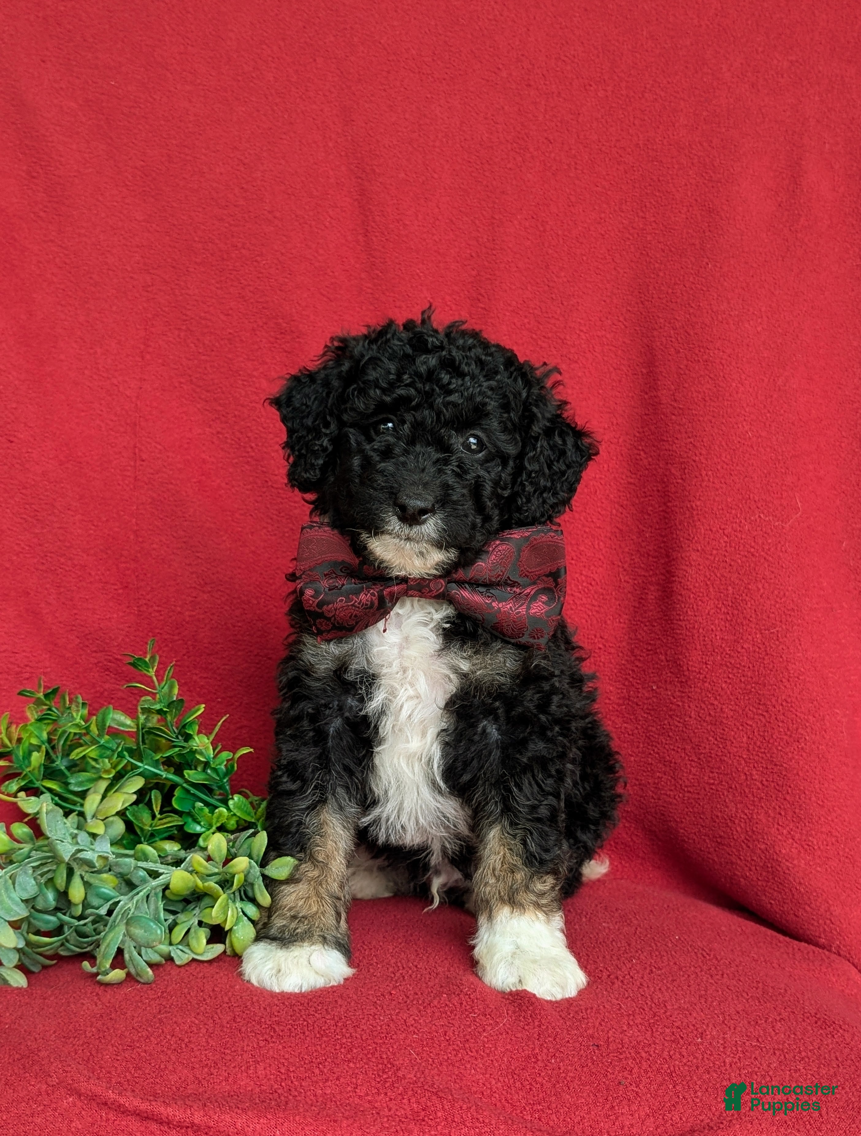Mini Bernedoodle dogs Quincey Hypoallergenic - Ad 2