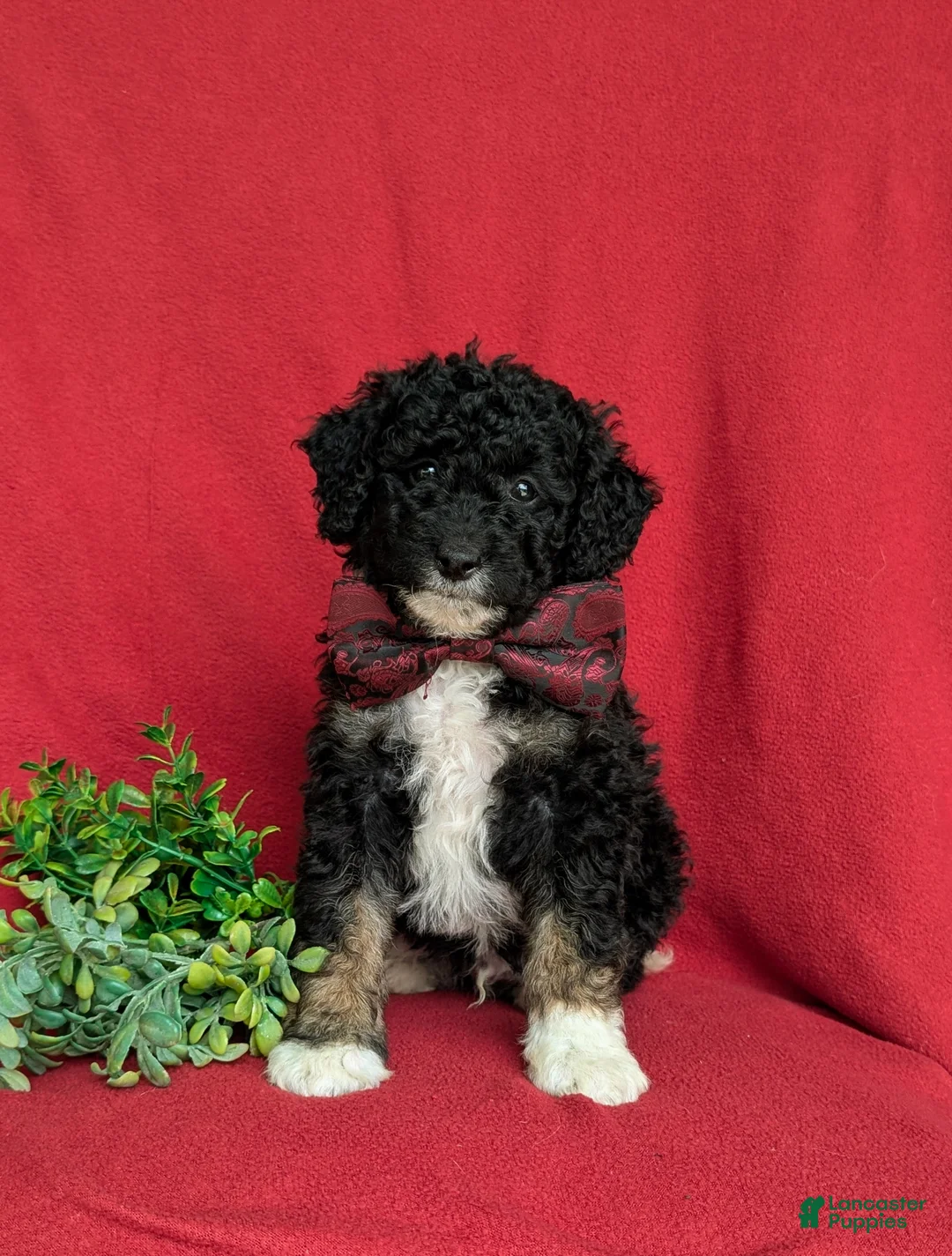 Mini Bernedoodle dogs for sale: Quincey Hypoallergenic - Ad 2