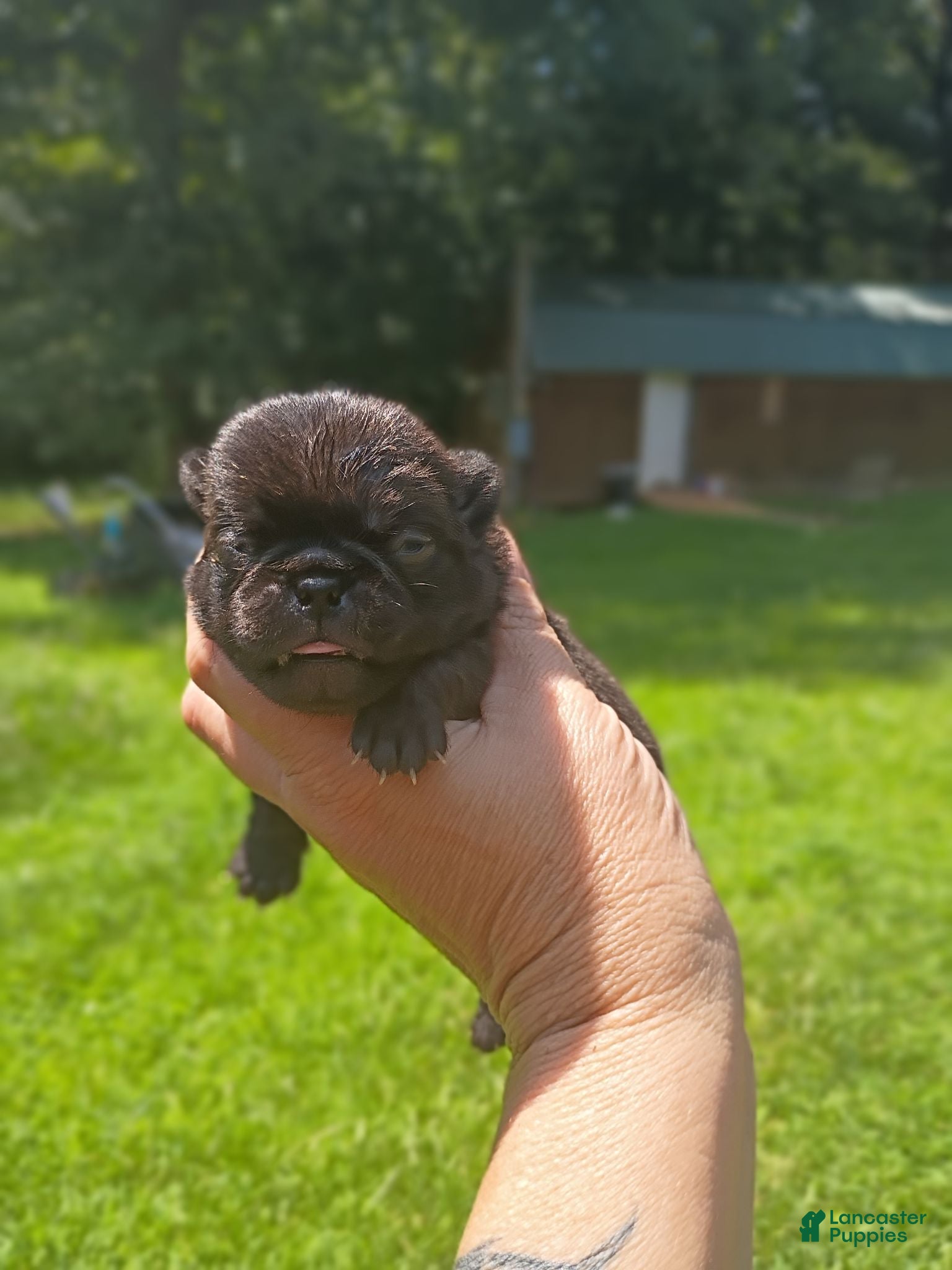 Pug dogs Bumblebee  - Ad 4