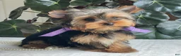Yorkshire Terrier dogs for sale: Tucker - Ad 14