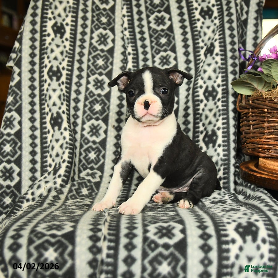 Boston Terrier dogs Michell - Ad 2