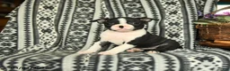 Boston Terrier dogs for sale: Michell - Ad 2